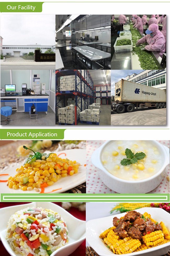 Frozen Sweet Corn Cobs with Top Quality