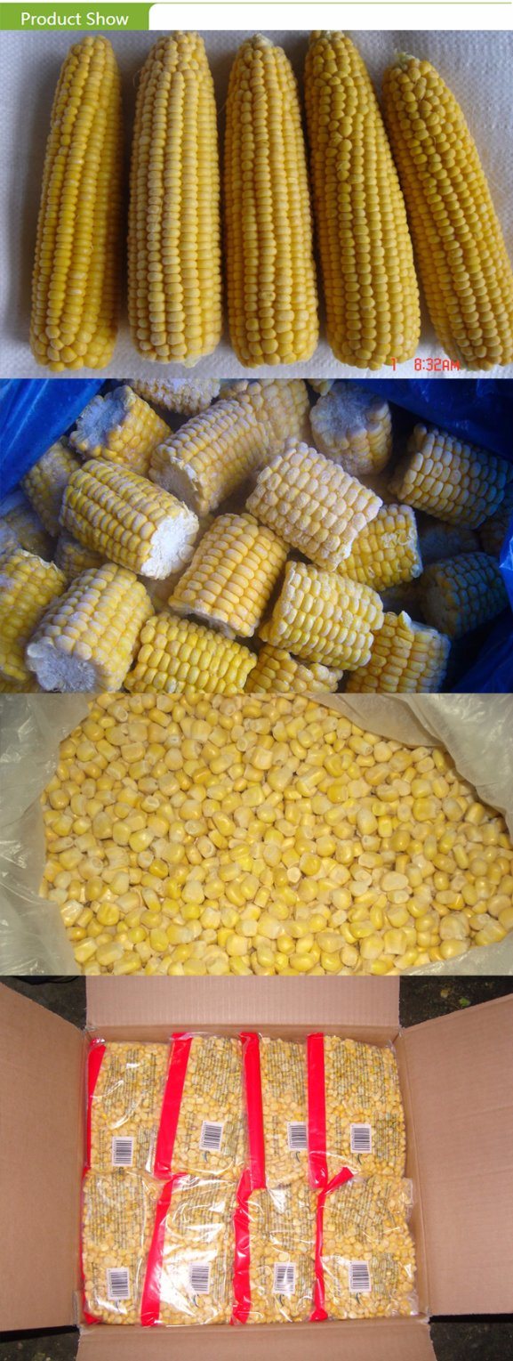 Frozen Sweet Corn Cobs with Top Quality
