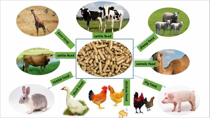 1-2t/H Low Price Small Animal Poultry Feed Pellet Production Line