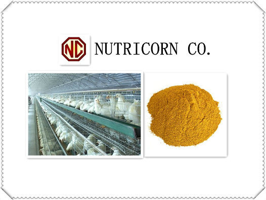 60% Corn Gluten Meal with High Quality