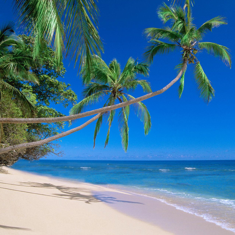 Nicepal Non GMO Pineapple Fruit Powder/ Pineapple Juice Powder