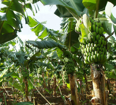 Nicepal Non GMO Banana Fruit Powder / Banana Juice Powder