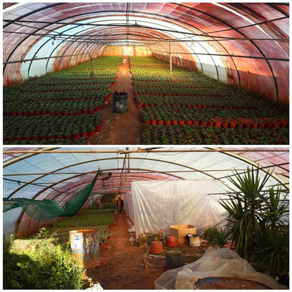 Seeding Heating Wire/Plant Heating Cable with Temperature Thermostat