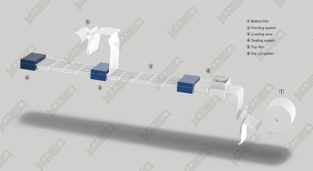 Automatic Food Vacuum Map Thermoforming Packing Machine (DZL)